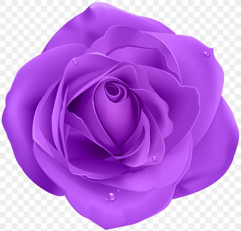 Rose Pink, PNG, 8000x7672px, Rose, Blue Rose, Color, Cut Flowers, Flower Download Free