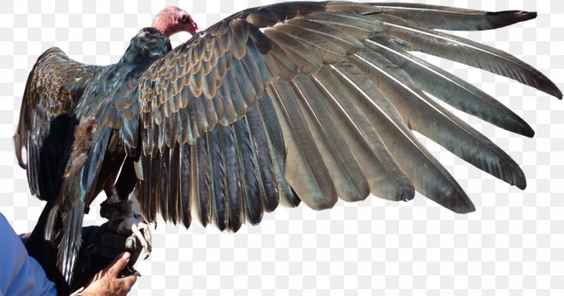 Turkey Vulture Bird Pituophis Catenifer Affinis Sonoran Desert, PNG, 1024x537px, Vulture, Animal, Beak, Bird, Bird Of Prey Download Free