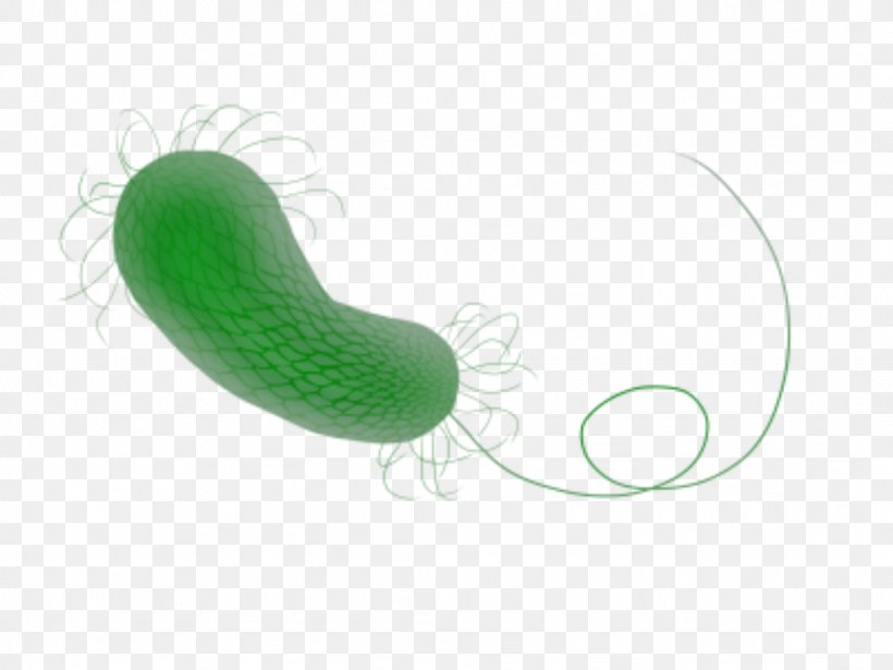 0 Wikimedia Commons Pseudomonas Aeruginosa, PNG, 1024x768px, 2017, Green, Organism, Pseudomonas, Pseudomonas Aeruginosa Download Free