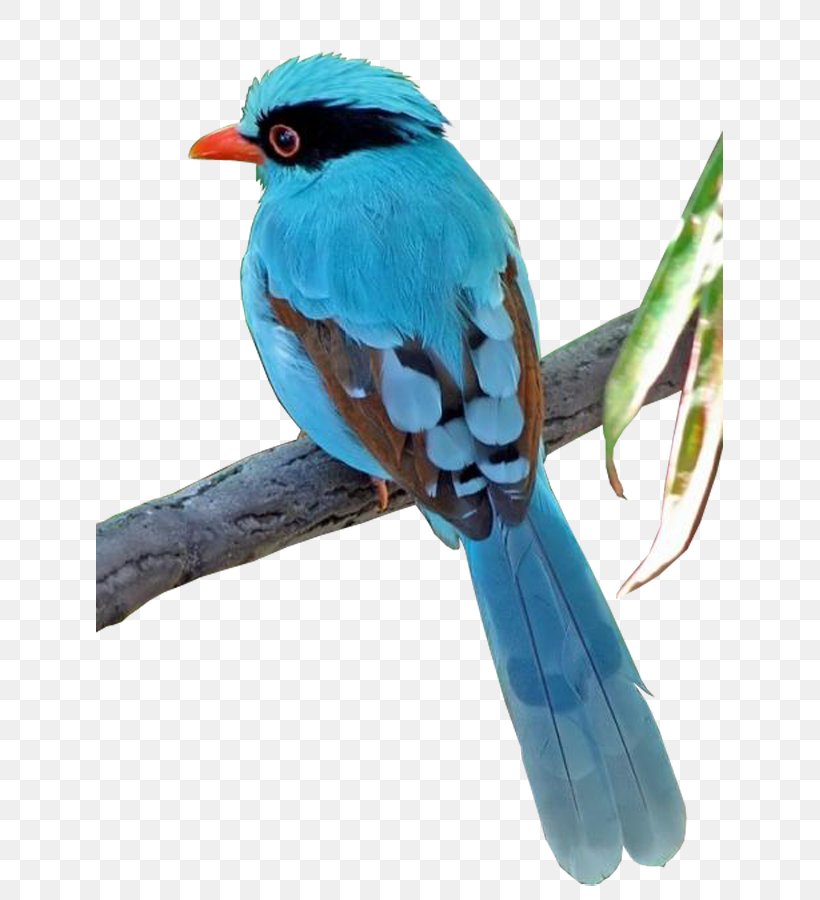 Bird Clip Art, PNG, 627x900px, Bird, Autumn Leaves, Beak, Bluebird, Color Download Free