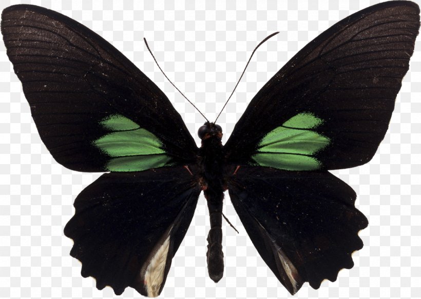 Butterfly Parides Sesostris Parides Aeneas Black Swallowtail, PNG, 1169x832px, Butterfly, Arthropod, Black Swallowtail, Brush Footed Butterfly, Insect Download Free