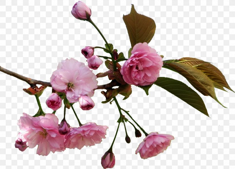 Cherry Blossom Flower Information Drawing Clip Art, PNG, 1137x821px, Cherry Blossom, Apples, Blossom, Branch, Cerasus Download Free