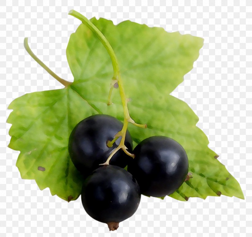 Gooseberry Blackcurrant Zante Currant Bilberry Redcurrant, PNG, 1739x1640px, Gooseberry, Berry, Bilberry, Blackcurrant, Blueberry Download Free