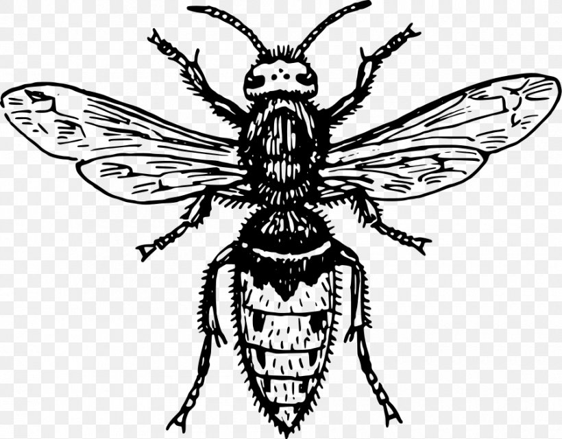 Hornet Characteristics Of Common Wasps And Bees Insect, PNG, 900x704px, Hornet, Arthropod, Artwork, Bee, Black And White Download Free