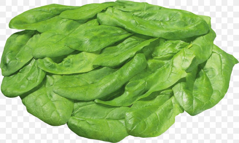 Lettuce Salad Vegetable, PNG, 3000x1803px, Salad, Arugula, Cabbage, Clipping Path, Endive Download Free