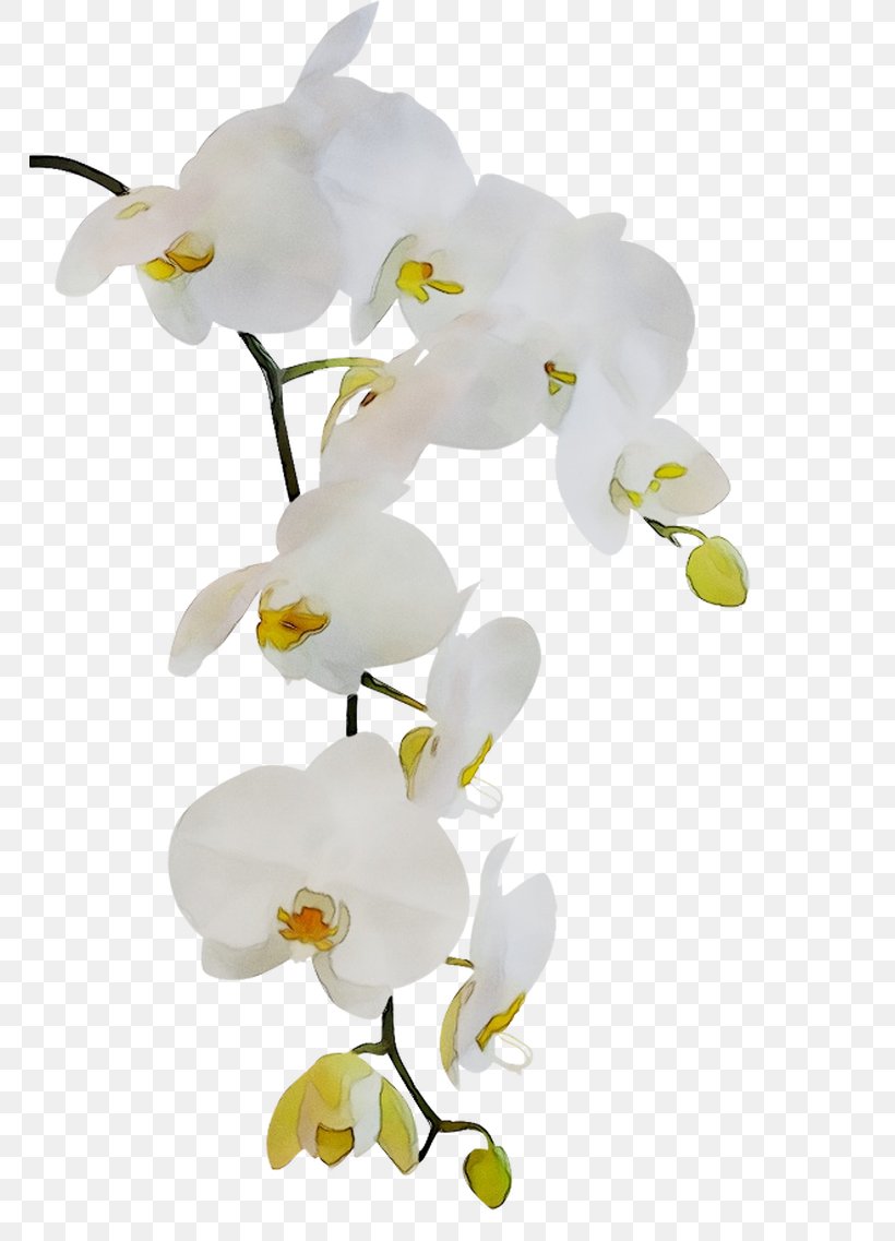 Chapters And Verses Of The Bible 1 Peter 5 Orchids Religious Text, PNG, 765x1137px, 1 Peter 5, Bible, Blossom, Branch, Ceiling Download Free