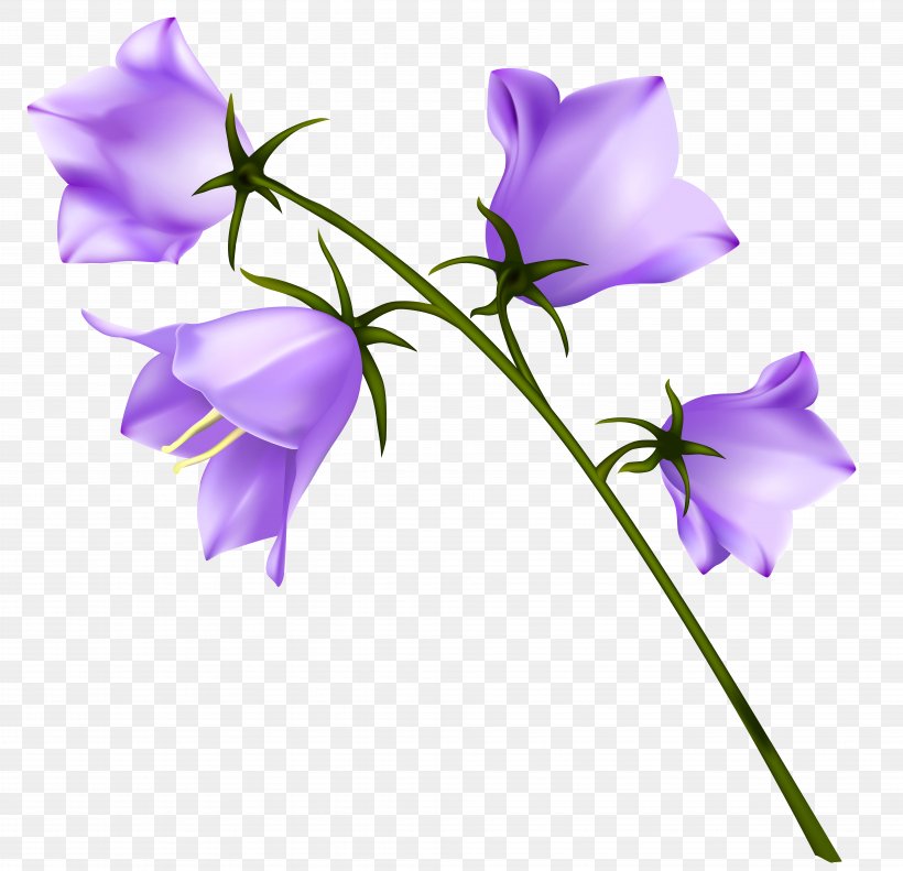 Flower Purple Wallpaper, PNG, 7603x7335px, Campanula Carpatica, Bellflowers, Campanula Persicifolia, Cut Flowers, Flora Download Free