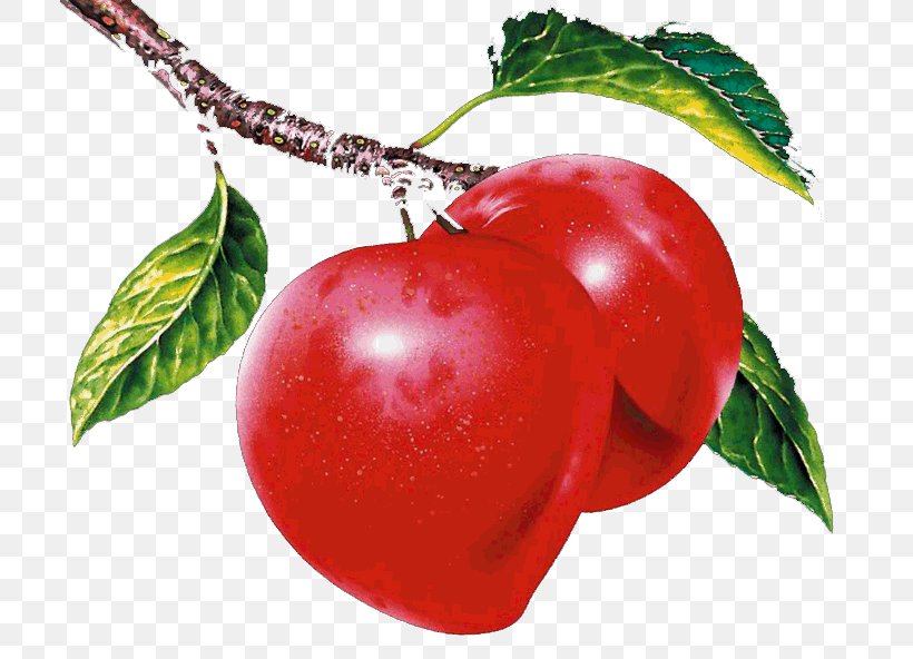 Nectarine Apple CorelDRAW Ameixeira, PNG, 711x592px, Nectarine, Acerola, Acerola Family, Ameixeira, Apple Download Free