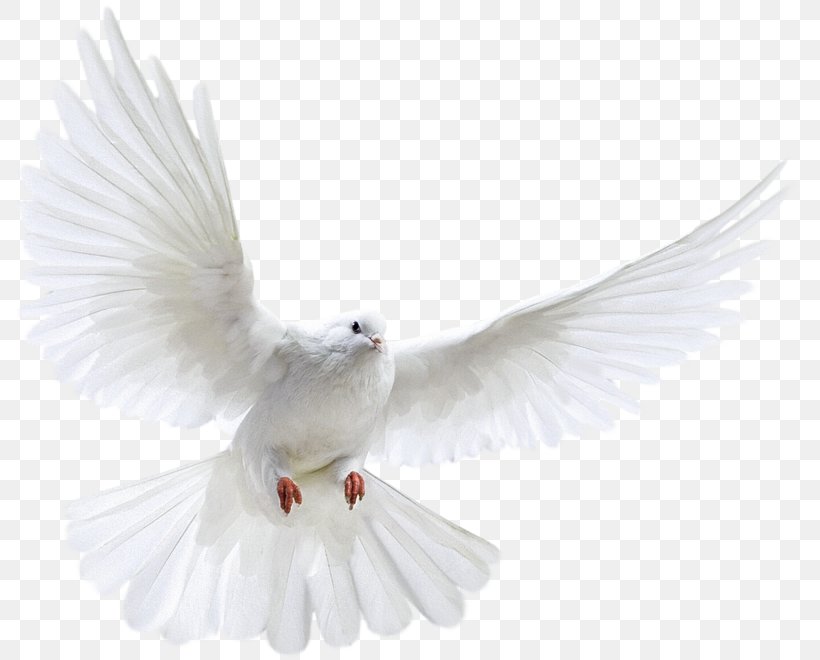 Columbidae Bird Doves As Symbols Clip Art, PNG, 800x660px, Columbidae, Beak, Bird, Doves As Symbols, Feather Download Free
