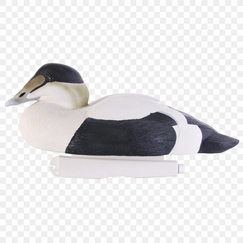 Duck Mallard Shoe Beak Eider, PNG, 2000x2000px, Duck, Beak, Bird, Ducks Geese And Swans, Eider Download Free