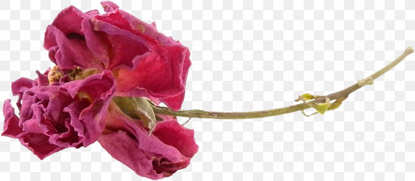 Garden Roses Flower Still Life: Pink Roses Clip Art, PNG, 1281x560px, Garden Roses, Bud, Color, Cut Flowers, Floral Design Download Free