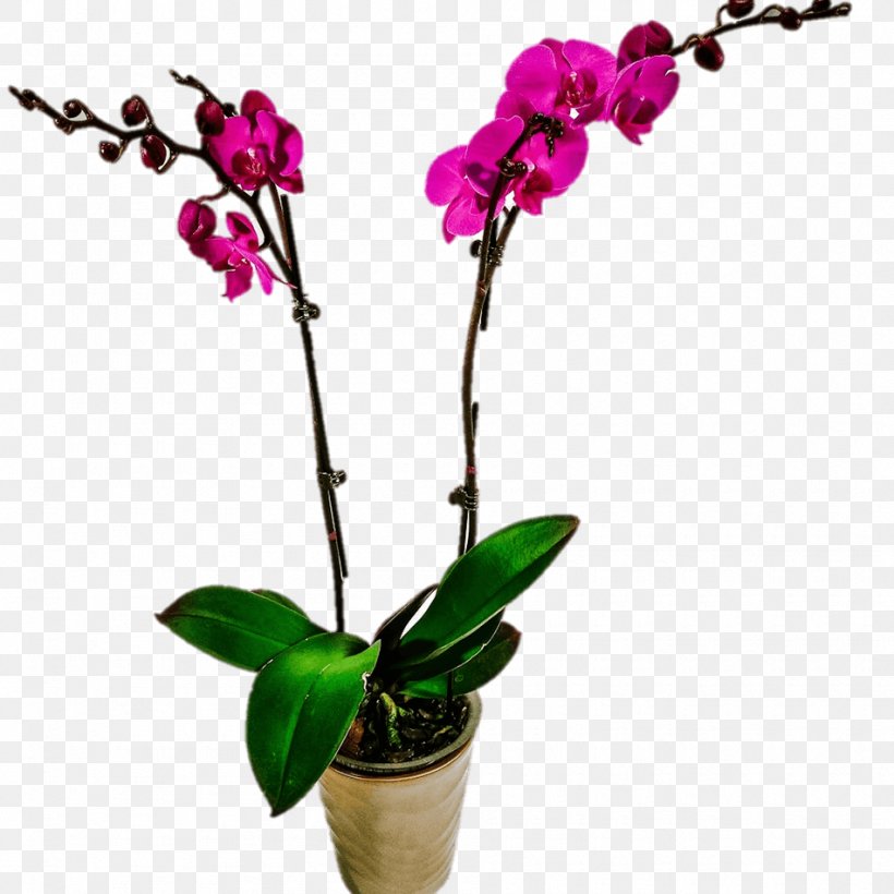 Moth Orchids Cattleya Orchids Dendrobium Flower, PNG, 950x950px, Moth Orchids, Blossom, Bulb, Cattleya, Cattleya Orchids Download Free
