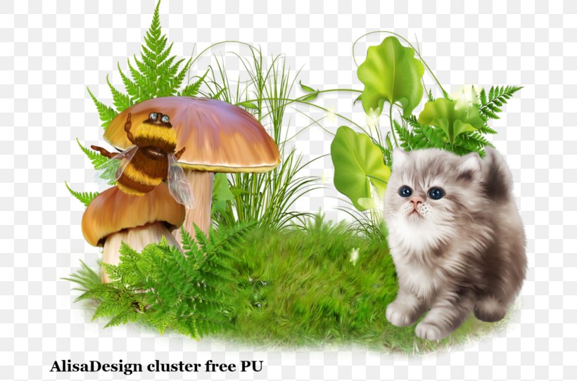 Whiskers Kitten Fauna Wildlife, PNG, 699x542px, Whiskers, Carnivoran, Cat, Cat Like Mammal, Fauna Download Free