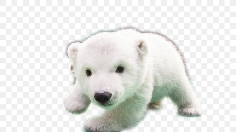 Baby Polar Bears Baby Bears Dog, PNG, 580x458px, Polar Bear, Animal, Baby Bears, Baby Polar Bear, Baby Polar Bears Download Free
