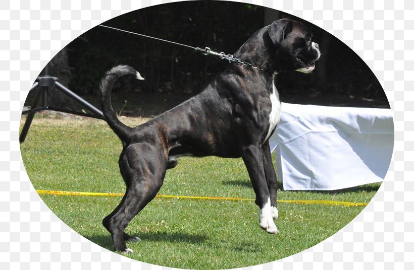 Dog Breed Puppy Litter Boxer Responsible Gaming, PNG, 743x536px, Dog Breed, Boxer, Breed, Carnivoran, Dog Download Free