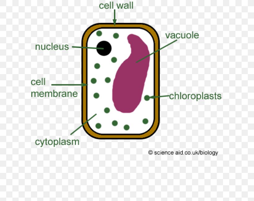 Plant Cell Diagram Plants Cell Wall, PNG, 631x651px, Plant Cell, Area