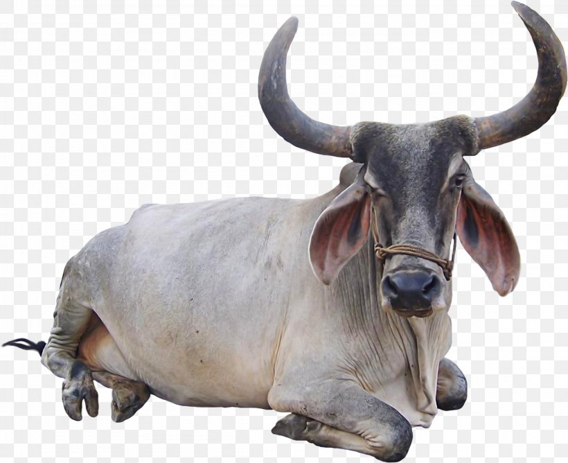 Cattle Goat Animal, PNG, 2302x1877px, Cattle, Animal, Bovini, Bull, Cattle Like Mammal Download Free