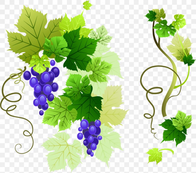 Common Grape Vine Grape Leaves Clip Art, PNG, 850x752px, Common Grape Vine, Flowering Plant, Food, Fruit, Grape Download Free