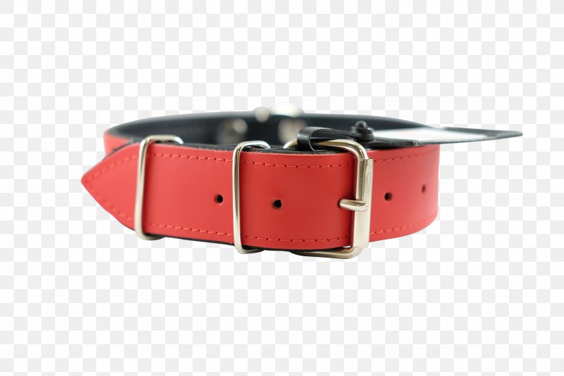 Dog Collar Buckle Watch Strap, PNG, 1600x1067px, Dog Collar, Belt, Belt Buckle, Belt Buckles, Buckle Download Free