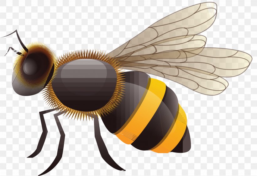 European Dark Bee Drawing Vecteur, PNG, 6060x4148px, Bee, Arthropod, Drawing, European Dark Bee, Fly Download Free