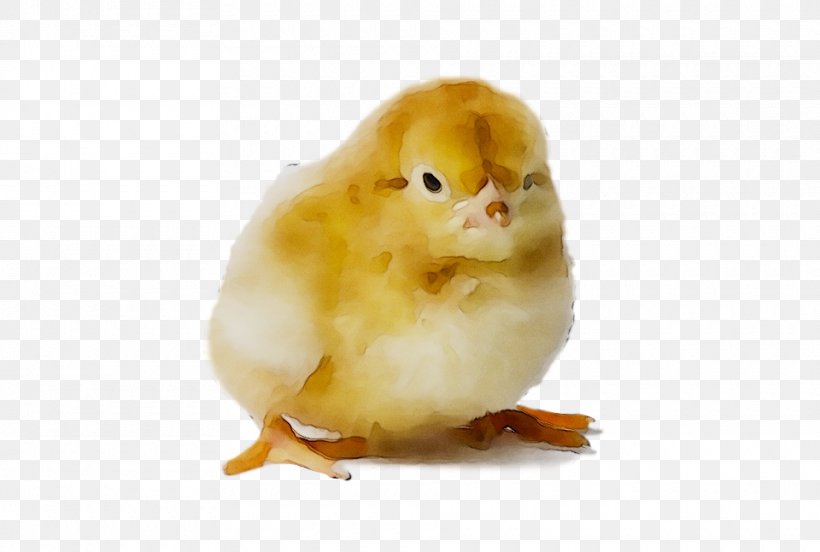 Fauna Beak Chicken As Food, PNG, 960x647px, Fauna, Beak, Bird, Canary, Chicken Download Free