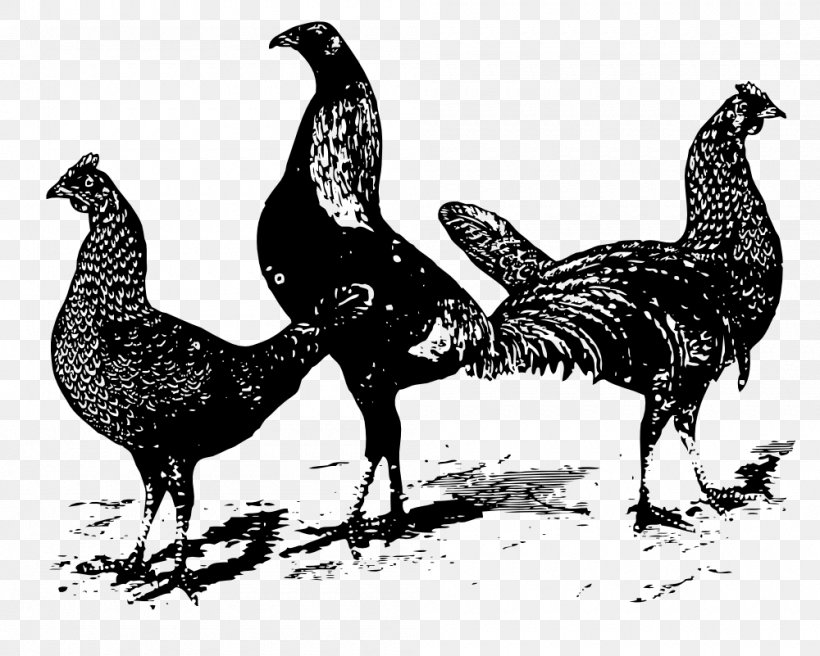 Roast Chicken Barbecue Chicken Chicken Meat Clip Art, PNG, 1000x801px, Chicken, Barbecue Chicken, Beak, Bird, Black And White Download Free