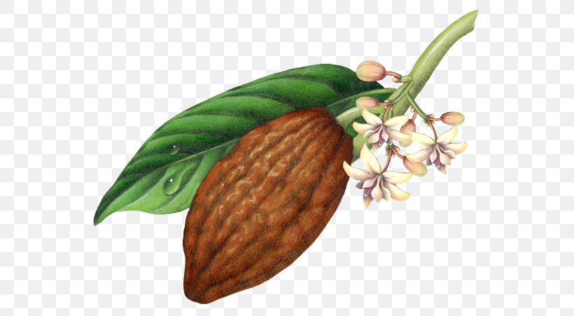 Theobroma Cacao Cocoa Bean Chocolate Botanical Illustration, PNG, 576x451px, Theobroma Cacao, Botanical Illustration, Botany, Chocolate, Cocoa Bean Download Free