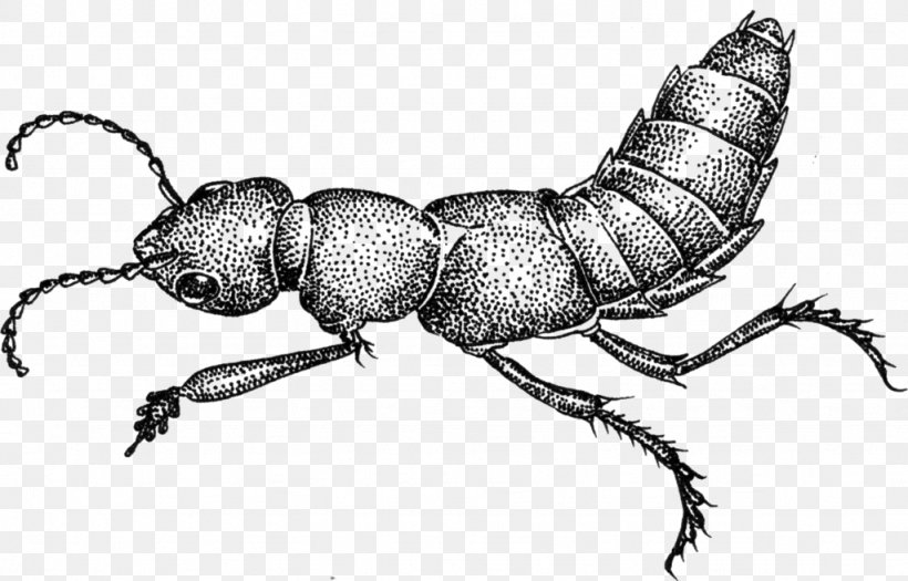 Ant Devil's Coach Horse Beetle Musical Composition Drawing, PNG, 1024x656px, Ant, Arthropod, Beetle, Black And White, Drawing Download Free