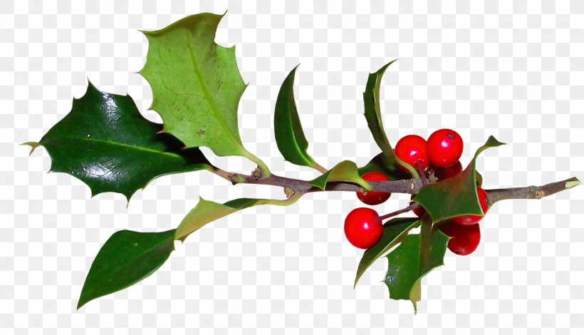 Common Holly Ilex Crenata Plant Magnolia Christmas, PNG, 2872x1649px, Common Holly, Aquifoliaceae, Aquifoliales, Berry, Branch Download Free