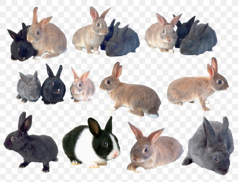 Domestic Rabbit Hare Clip Art, PNG, 1600x1226px, Domestic Rabbit, Digital Image, Fauna, Hare, Image Resolution Download Free