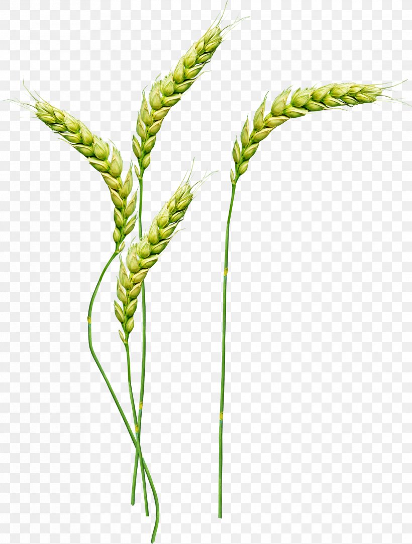 Wheat Clip Art, PNG, 2435x3213px, Wheat, Easter, Grass, Grass Family, Grasses Download Free