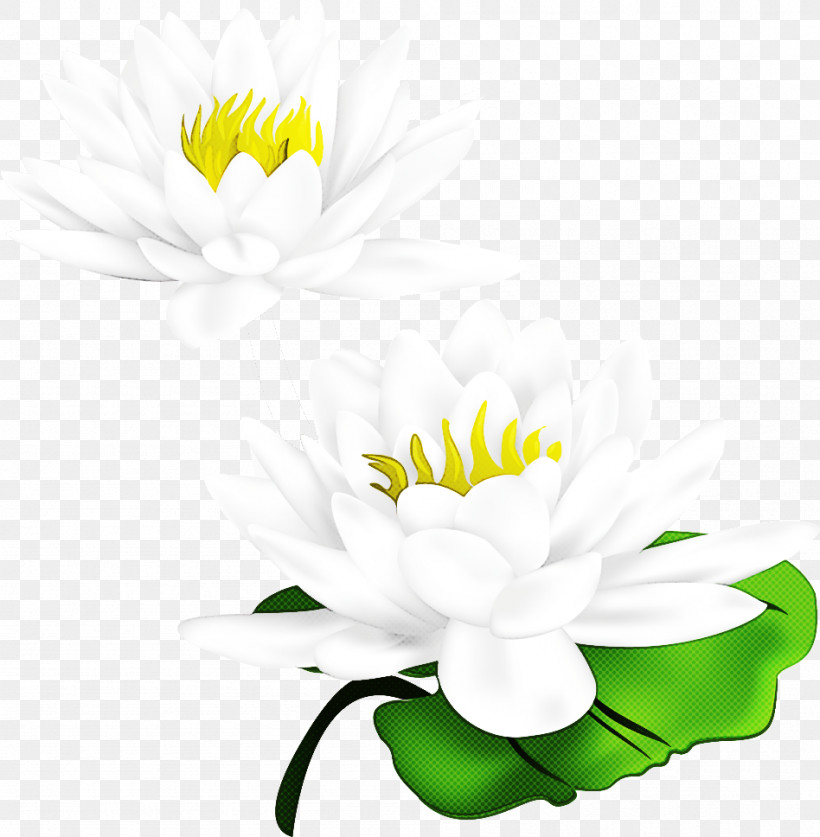 Lotus Flower, PNG, 948x968px, Lotus Flower, Aquatic Plant, Blog, Chrysanthemum, Common Daisy Download Free