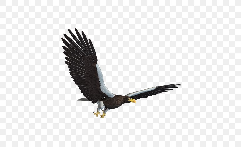 Eagle Flight, PNG, 600x500px, 3d Computer Graphics, 3d Rendering, Eagle, Accipitriformes, Bald Eagle Download Free