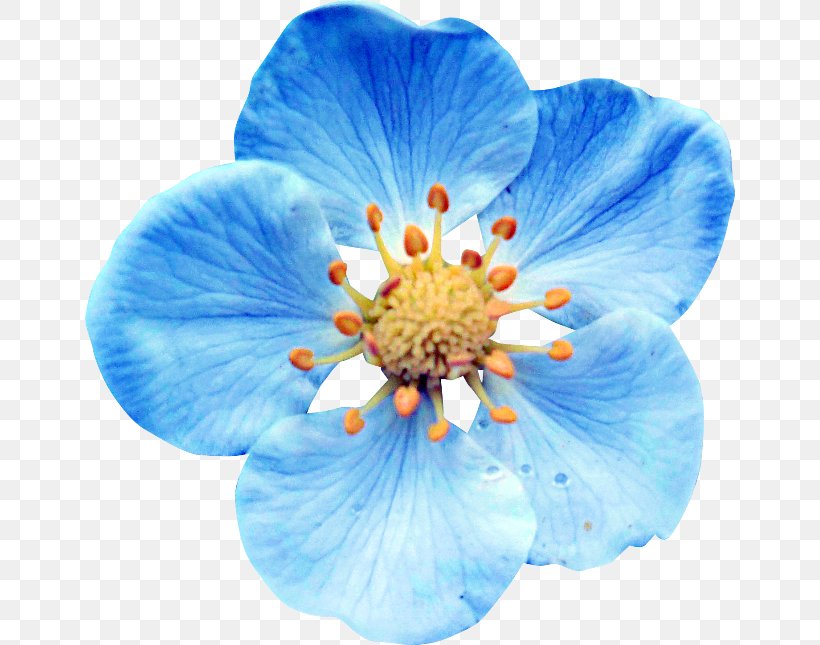 Flower Blue Clip Art, PNG, 650x645px, Flower, Blue, Color, Flowering Plant, Gradient Download Free