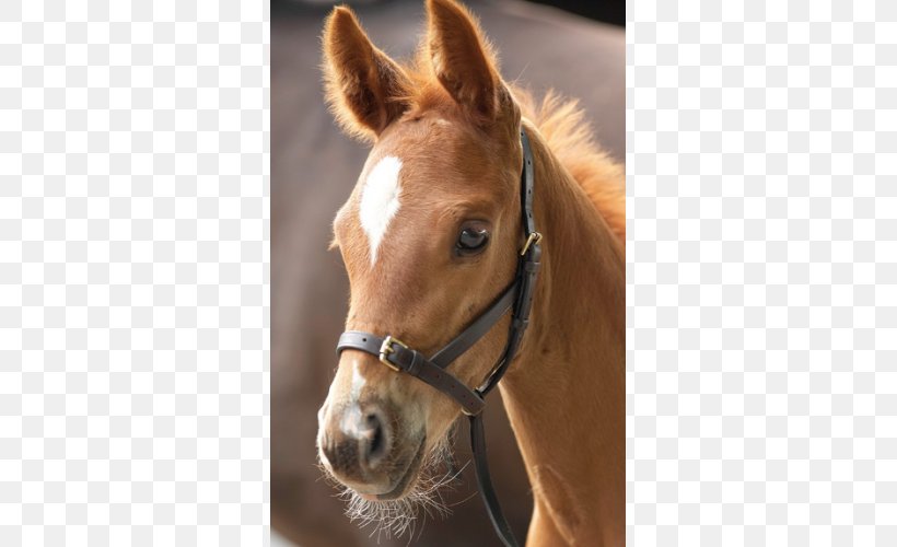 Foal Horse Halter Leather Lead, PNG, 500x500px, Foal, Brass, Bridle, Chain, Colt Download Free