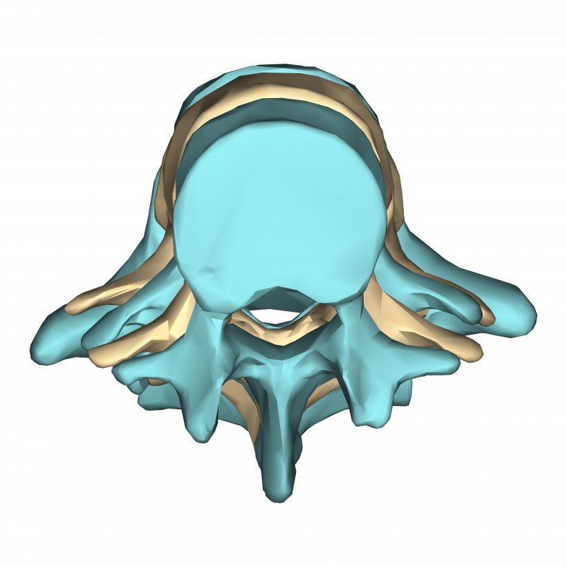 Skull Turquoise Organism, PNG, 4500x4500px, Skull, Bone, Jaw, Nose, Organism Download Free