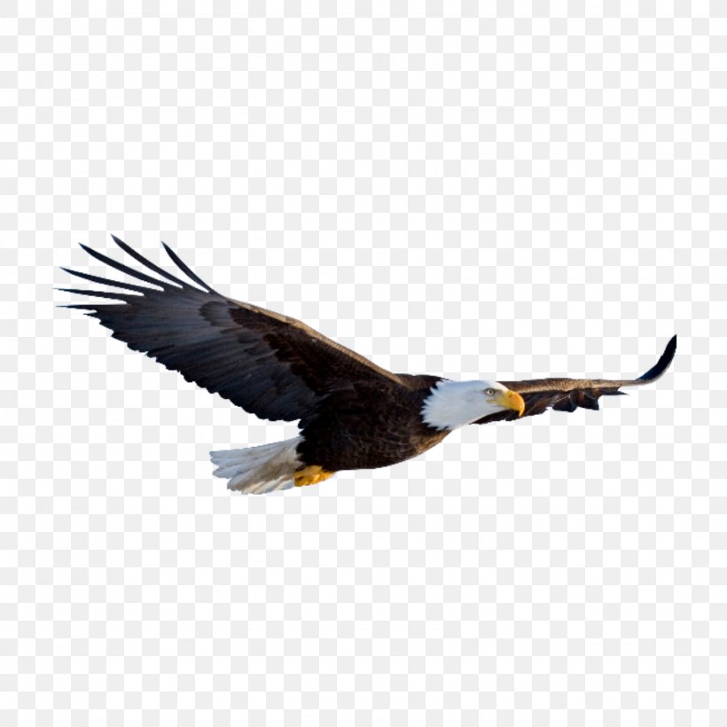 Bald Eagle Clip Art Desktop Wallpaper, PNG, 1692x1692px, Bald Eagle, Accipitridae, Accipitriformes, Beak, Bird Download Free