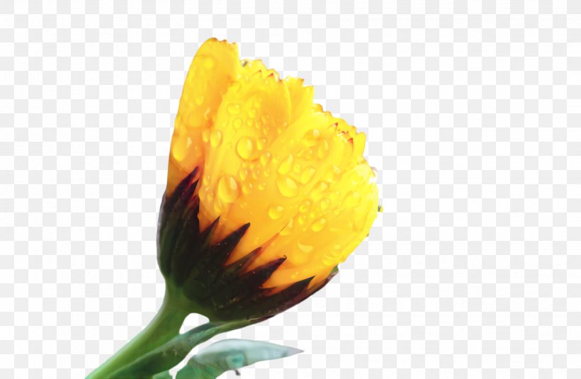 Marigold Flower, PNG, 2476x1616px, Marigold, Bloom, Blossom, Bud, Closeup Download Free