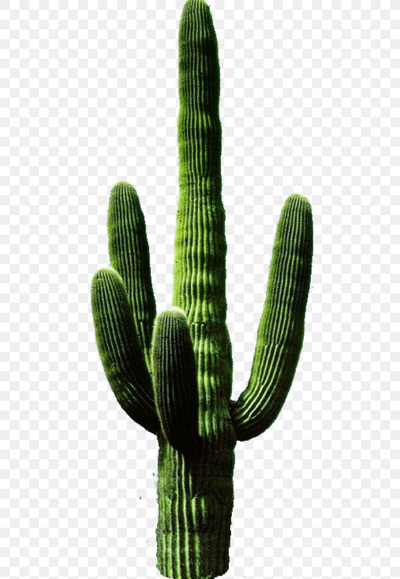 Cactus Transparency Clip Art Image, PNG, 480x1185px, Cactus, Acanthocereus Tetragonus, Caryophyllales, Flowering Plant, Hedgehog Cactus Download Free