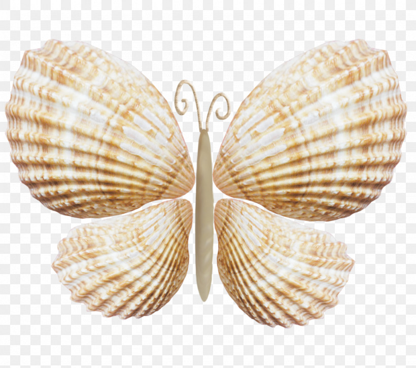 Cockle Shell Bivalve Jewellery Wing, PNG, 1024x906px, Cockle, Bivalve, Clam, Jewellery, Shell Download Free