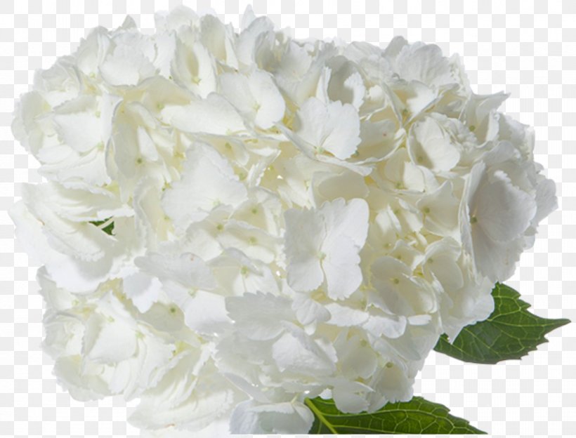 Hydrangea Flower Bouquet Cut Flowers Arum-lily, PNG, 834x635px, Hydrangea, Arumlily, Blue, Cornales, Cut Flowers Download Free