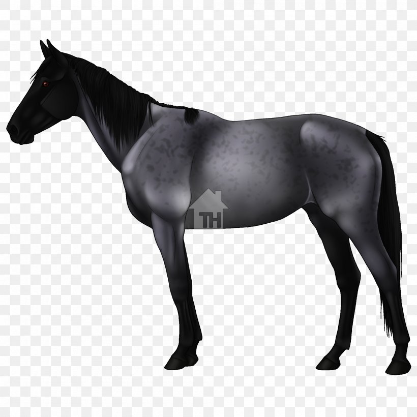 Mustang Appaloosa Akhal-Teke Arabian Horse Mane, PNG, 2000x2000px, Mustang, Akhalteke, American Paint Horse, American Quarter Horse, Appaloosa Download Free