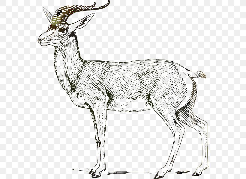 Bovidae Drawing Goat Impala Clip Art, PNG, 570x598px, Bovidae, Animal Figure, Antelope, Art, Chamois Download Free