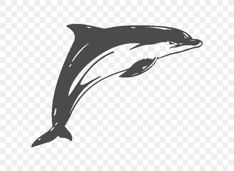 Common Bottlenose Dolphin Car Rough-toothed Dolphin Short-beaked Common Dolphin Sticker, PNG, 600x600px, Common Bottlenose Dolphin, Automotive Design, Beak, Black, Black And White Download Free