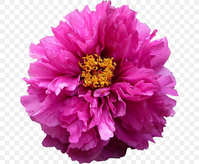 Moutan Peony Flower, PNG, 655x676px, Peony, Annual Plant, Cut Flowers, Designer, Floral Design Download Free