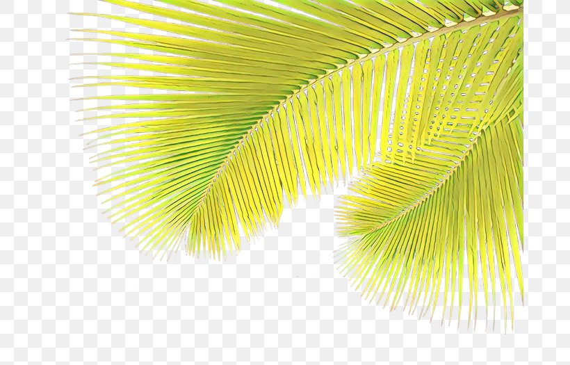 Palm Tree Background, PNG, 687x525px, Cartoon, Arecales, Green, Leaf, Palm Tree Download Free