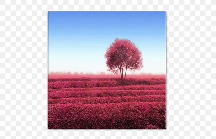 Desktop Wallpaper Ecoregion Stock Photography Pink M, PNG, 750x530px, Ecoregion, Computer, Ecosystem, Field, Flower Download Free
