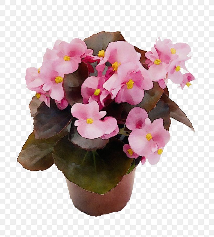 Flower Flowering Plant Plant Pink Flowerpot, PNG, 756x907px, Watercolor, Begonia, Bouquet, Flower, Flowering Plant Download Free