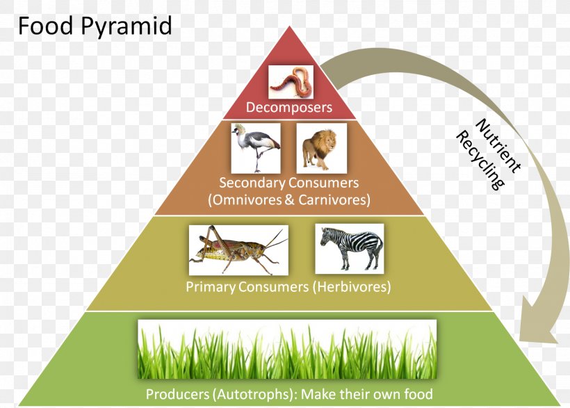 Food Chain Ecological Pyramid Food Web Trophic Level Ecology, PNG, 1526x1093px, Food Chain, Area, Biome, Brand, Consumer Download Free
