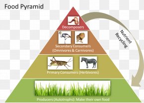 Trophic Level Food Web Food Chain Ecological Pyramid Ecology, PNG ...